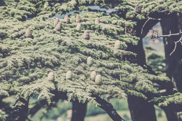 Young shoots of pine trees — Stock Photo, Image