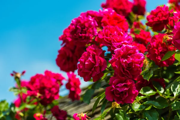 Bush de hermosas rosas en un jardín — Foto de Stock