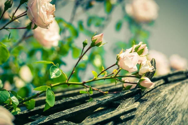 Bush of beautiful roses in a garden — Stock Photo, Image