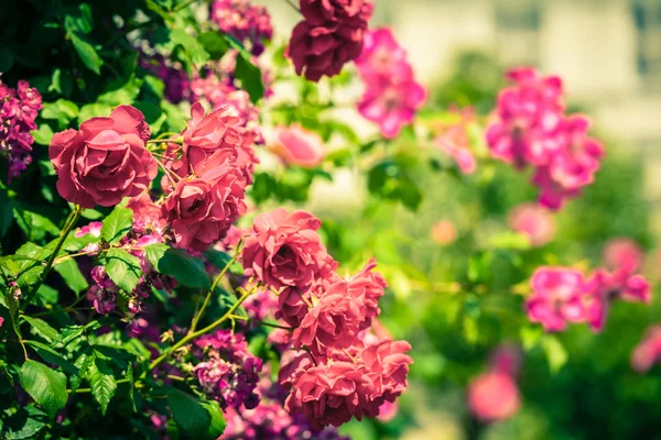 Strauch schöner Rosen in einem Garten — Stockfoto