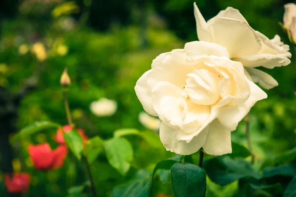 Belles roses blanches dans un jardin — Photo