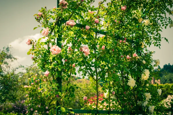 Bush de belas rosas em um jardim — Fotografia de Stock