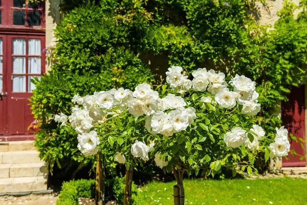 Strauch schöner Rosen in einem Garten — Stockfoto