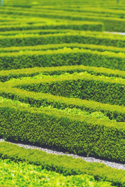 Labirinto di siepi verde nel giardino alla francese — Foto Stock