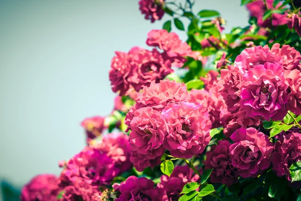 Cespuglio di belle rose in un giardino — Foto Stock