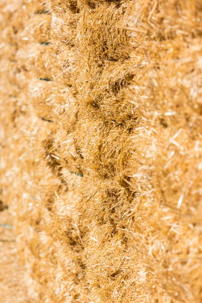 Fresh straw hay bales — Stock Photo, Image