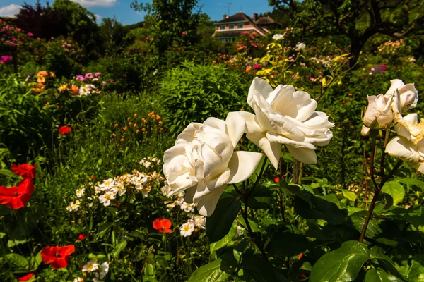 Bir bahçe içinde güzel Gül Bush — Stok fotoğraf