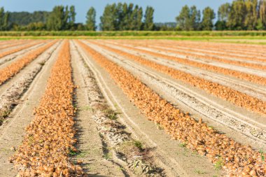 Kırsal bir alanda hasat soğan