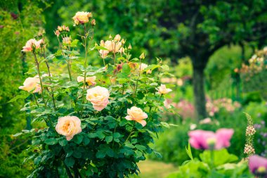 Bir bahçe içinde güzel Gül Bush