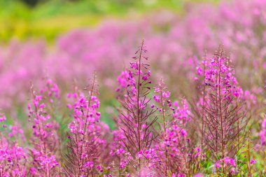 Kabarık pembe fireweed çiçek