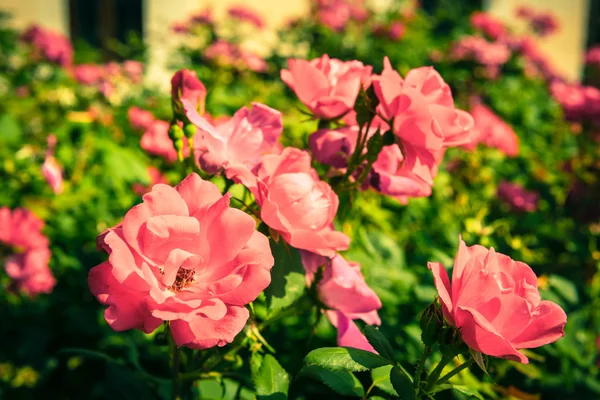 Bush of beautiful roses in a garden — Stock Photo, Image