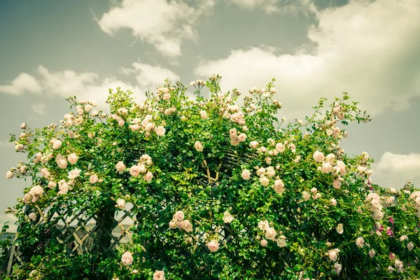 Bush van mooie rozen in een tuin — Stockfoto