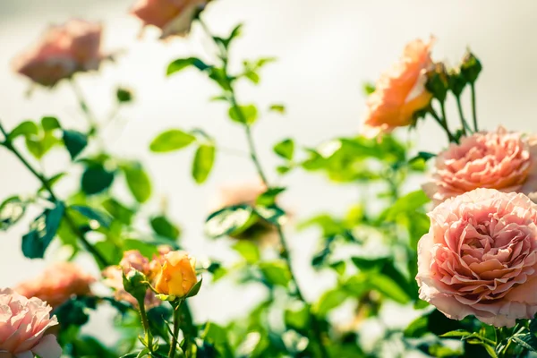 Bush de belles roses dans un jardin — Photo