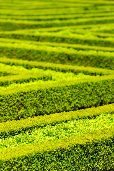 Green hedge labyrinth in french garden — Stock Photo, Image