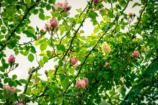 Bush de belas rosas em um jardim — Fotografia de Stock