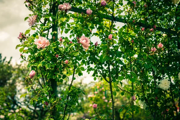 Bush krásných růží v zahradě — Stock fotografie