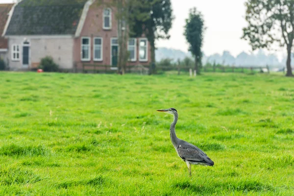 Garça cinza selvagem em uma grama verde brilhante — Fotografia de Stock