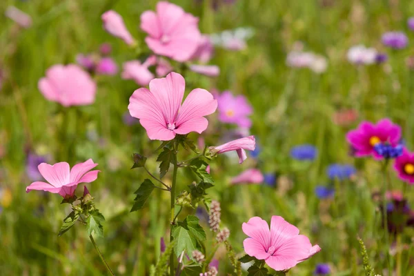 Flores silvestres en un prado en un día soleado — Foto de Stock