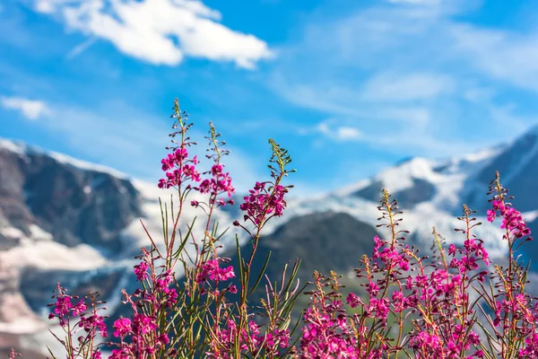 Swiss Apls with wild pink flowers — Stock Photo, Image