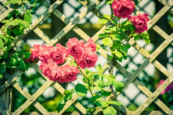 Bush van mooie rozen in een tuin — Stockfoto