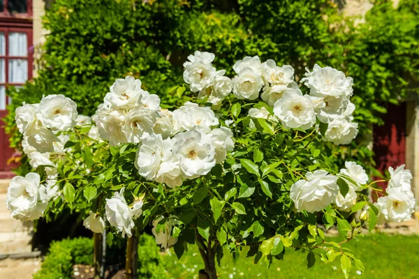 Bush de hermosas rosas en un jardín — Foto de Stock