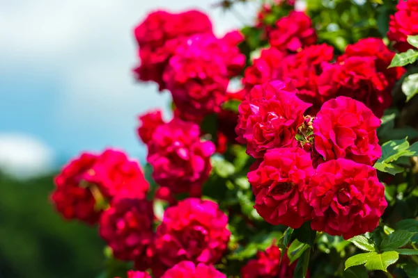 Bush de belas rosas em um jardim — Fotografia de Stock