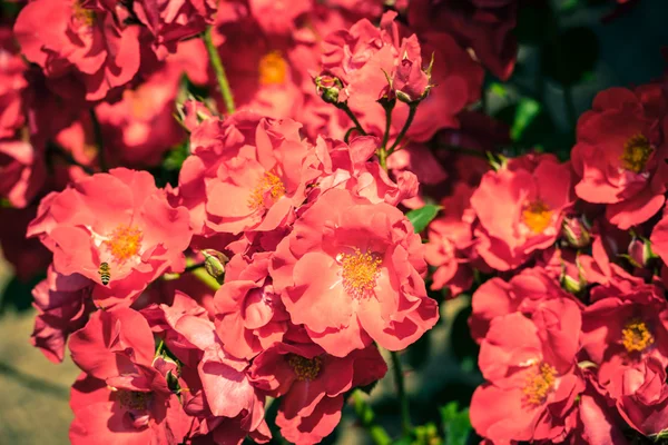 Буш из красивых роз в саду — стоковое фото