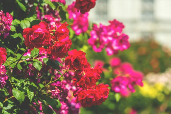 Bush van mooie rozen in een tuin — Stockfoto