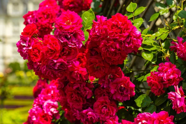 Bush de hermosas rosas en un jardín —  Fotos de Stock