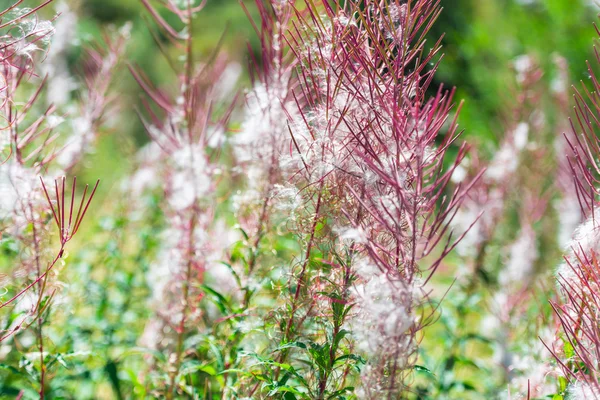 Fluffiga rosa mjölke (växt) blommor — Stockfoto