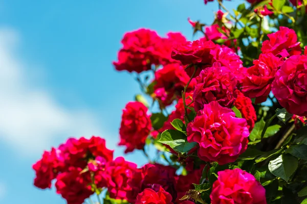 Bush of beautiful roses in a garden Royalty Free Stock Photos