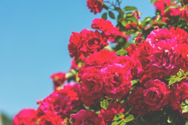 Bir bahçe içinde güzel Gül Bush