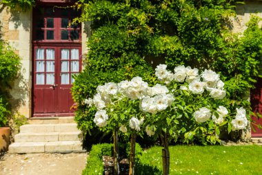 Bir bahçe içinde güzel Gül Bush