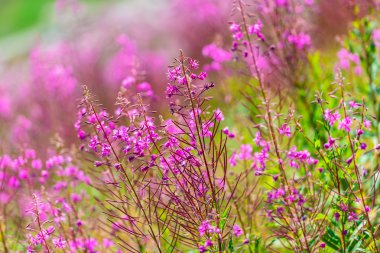 Kabarık pembe fireweed çiçek
