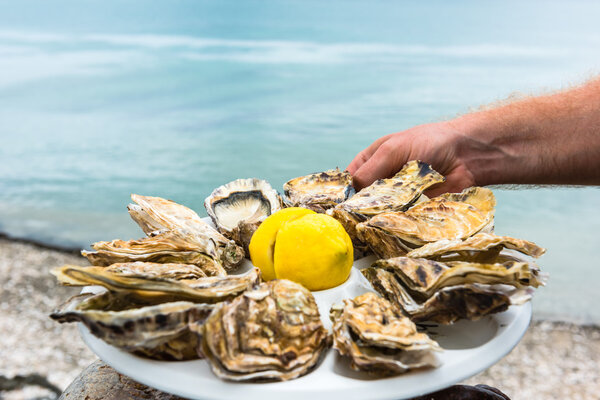 Male hand holding oysters