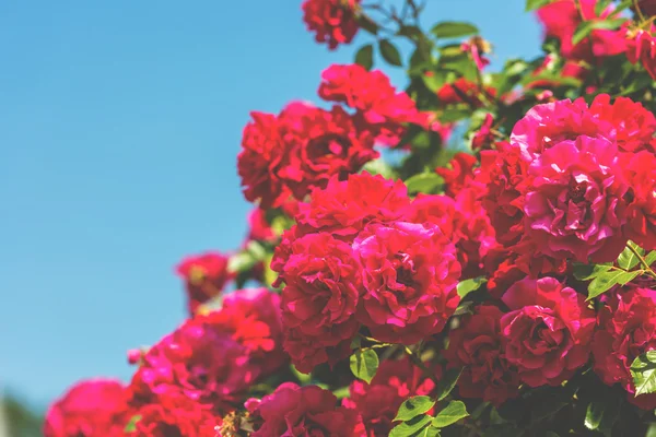 Bush van mooie rozen in een tuin — Stockfoto