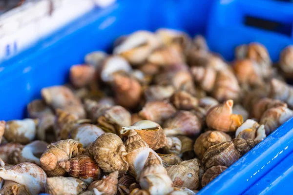 Conchas marinas pequeñas crudas — Foto de Stock