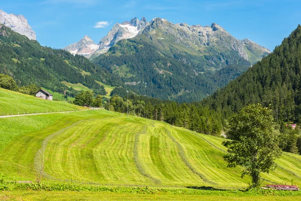 Paesaggio verde della terra — Foto Stock