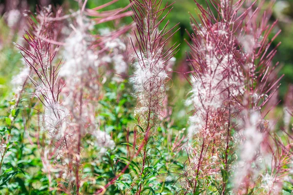 蓬松的粉红色杂草丛生的花朵 — 图库照片