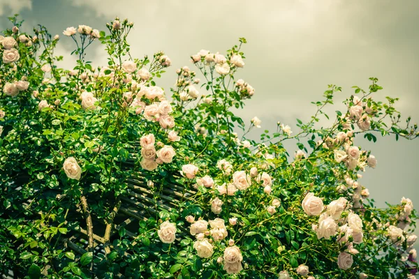 Bush av vackra rosor i en trädgård — Stockfoto