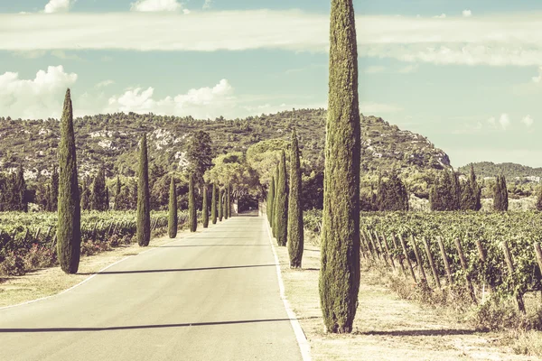 Cypresses alley through vineyards — Stock Photo, Image