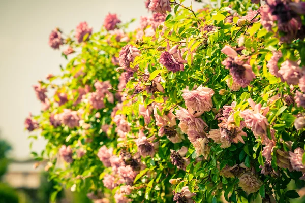 Bush de hermosas rosas en un jardín —  Fotos de Stock