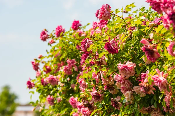 Bush de hermosas rosas en un jardín — Foto de Stock