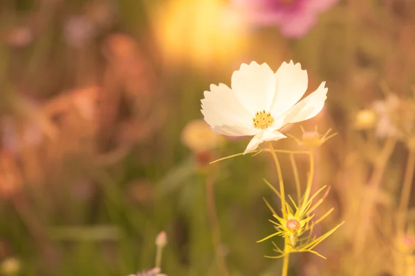 Дикие цветы на лугу в солнечный день — стоковое фото