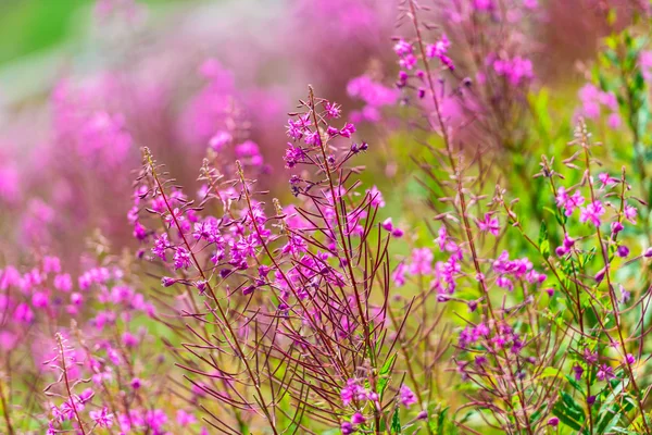 蓬松的粉红色杂草丛生的花朵 — 图库照片