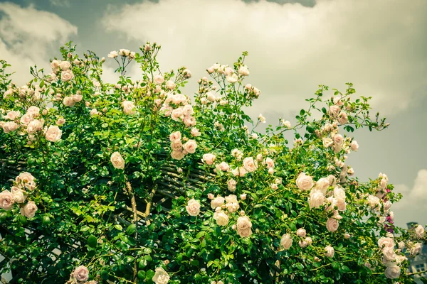 Bush krásných růží v zahradě — Stock fotografie