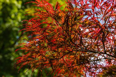 Japon kırmızı akçaağaç