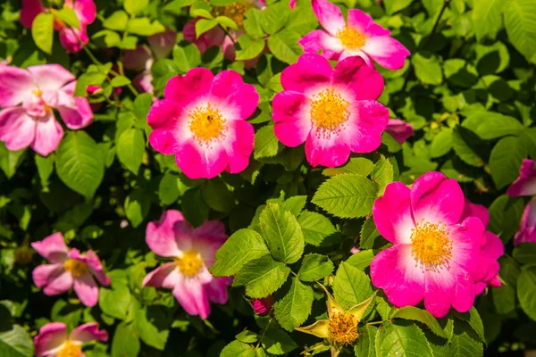 Bush de hermosas rosas rosadas para perros —  Fotos de Stock