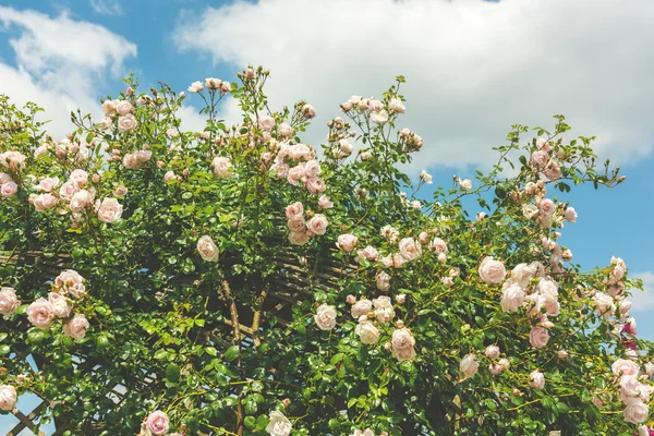 Bush krásných růží v zahradě — Stock fotografie