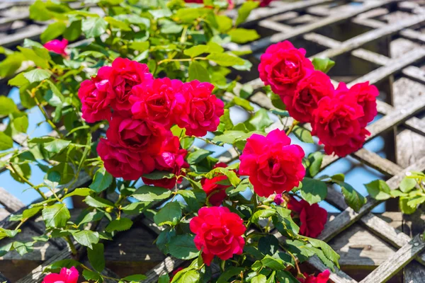庭園の美しいバラのブッシュ — ストック写真